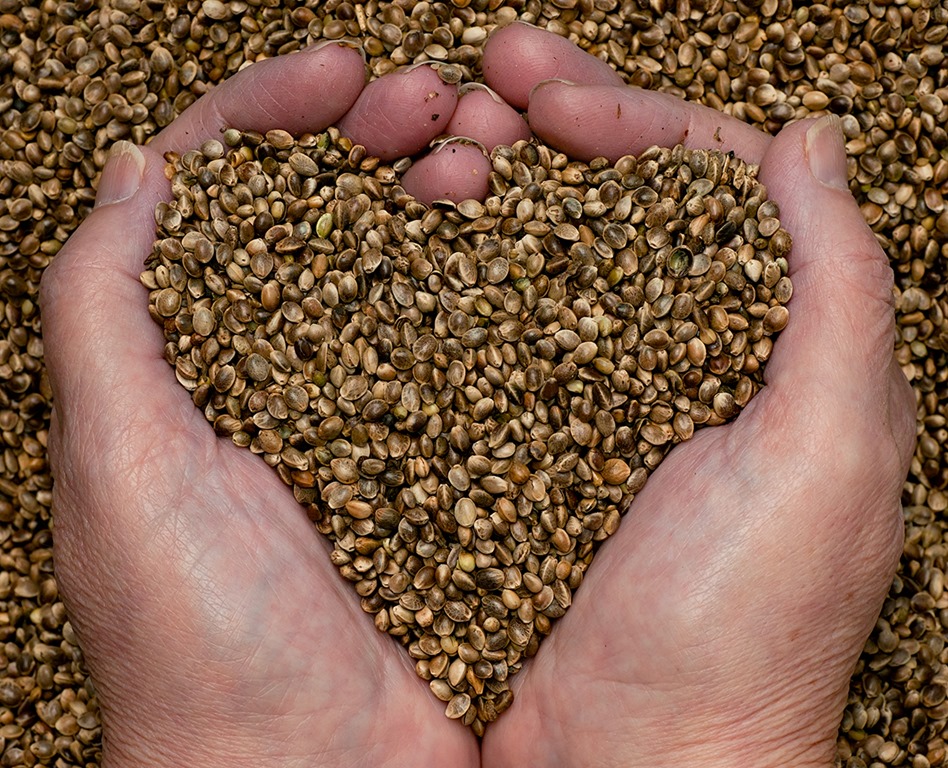 Industrial Hemp Seeds